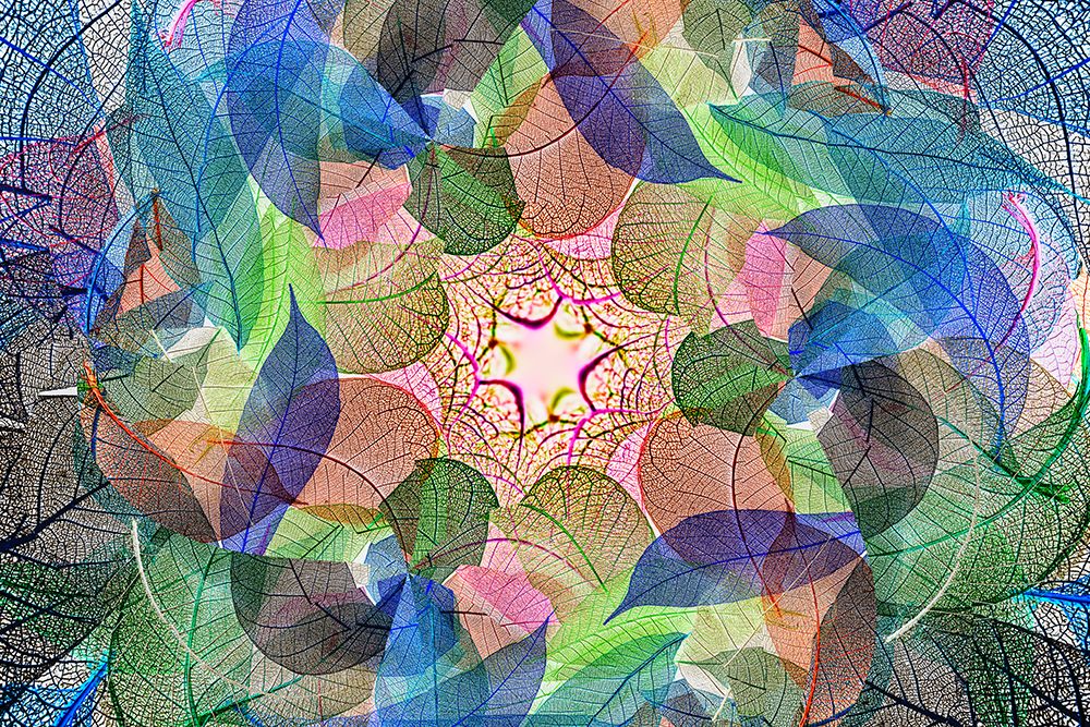 Multi-colored skeleton leaves arranged on white background art print by Adam Jones for $57.95 CAD