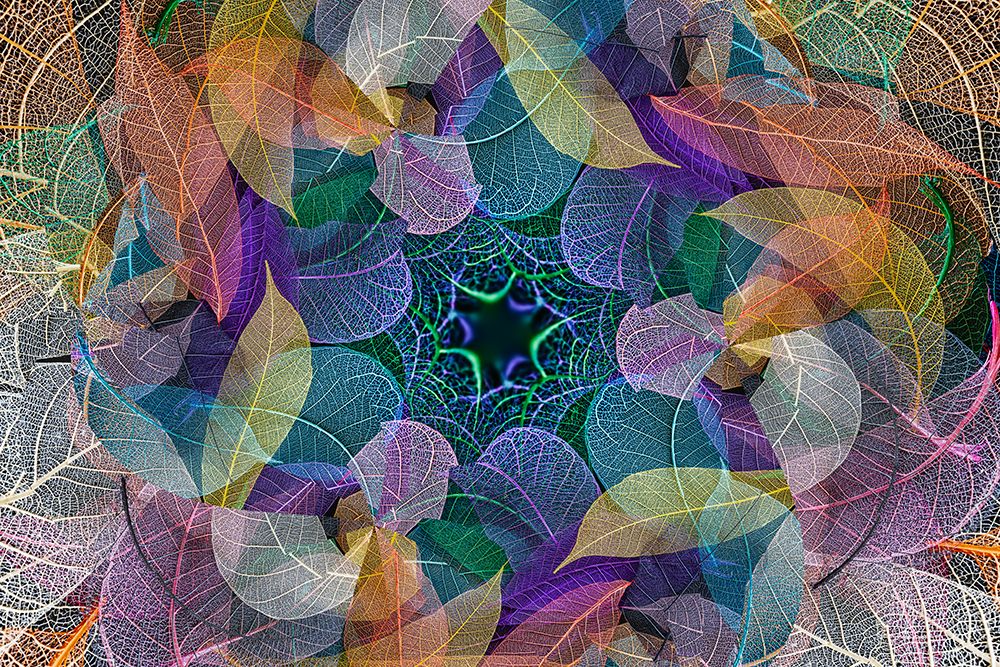 Multi-colored skeleton leaves arranged on black background art print by Adam Jones for $57.95 CAD