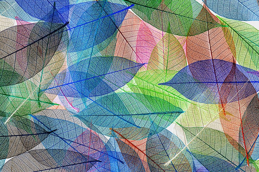 Multi-colored skeleton leaves arranged on black background art print by Adam Jones for $57.95 CAD