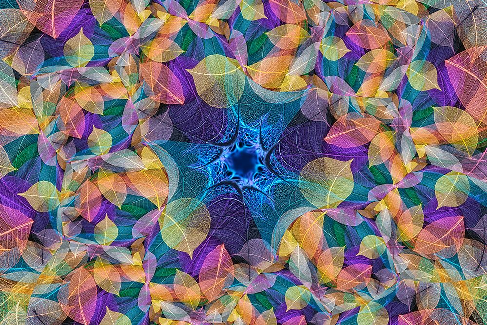Multi-colored skeleton leaves arranged on black background art print by Adam Jones for $57.95 CAD