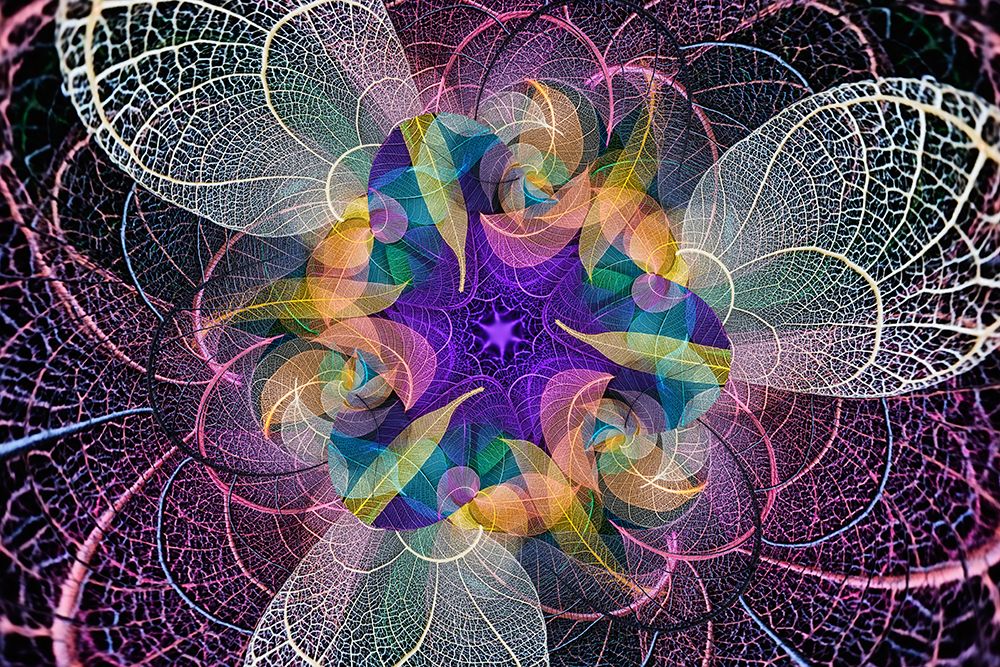 Multi-colored skeleton leaves arranged on black background art print by Adam Jones for $57.95 CAD