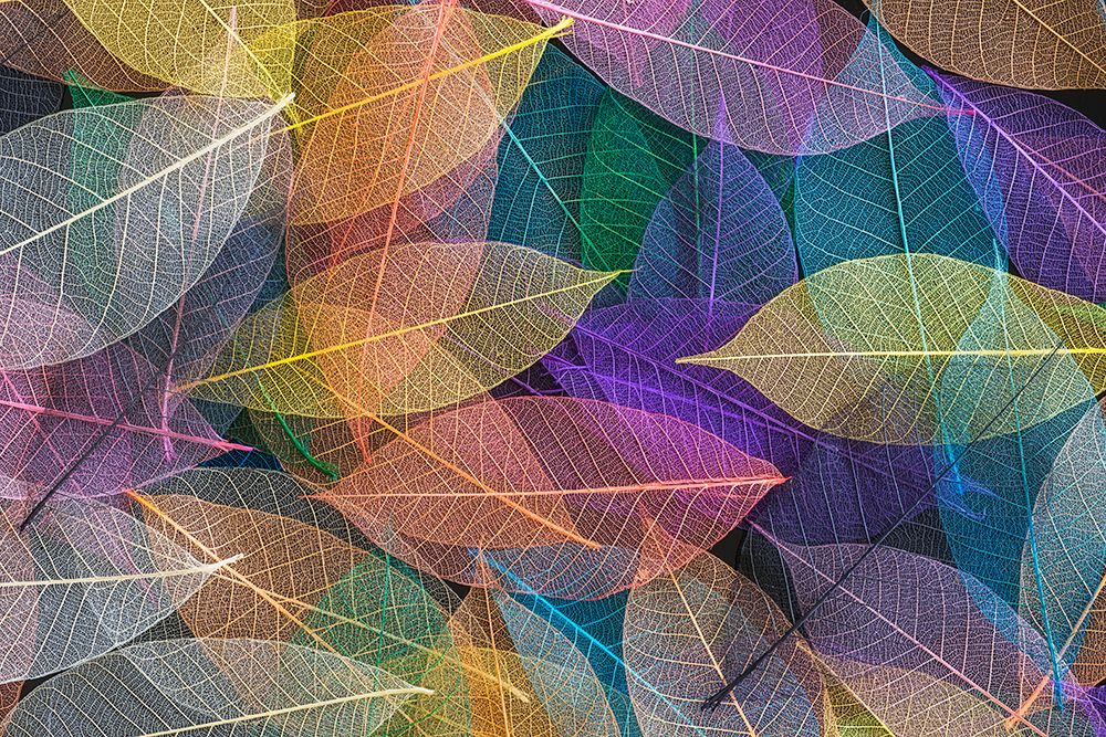Multi-colored skeleton leaves arranged on black background art print by Adam Jones for $57.95 CAD