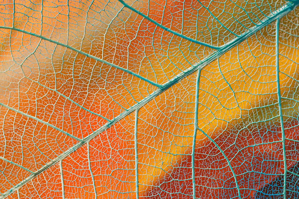 Pattern in single skeleton leaf art print by Adam Jones for $57.95 CAD