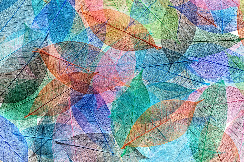 Multi-colored skeleton leaves arranged on black background art print by Adam Jones for $57.95 CAD