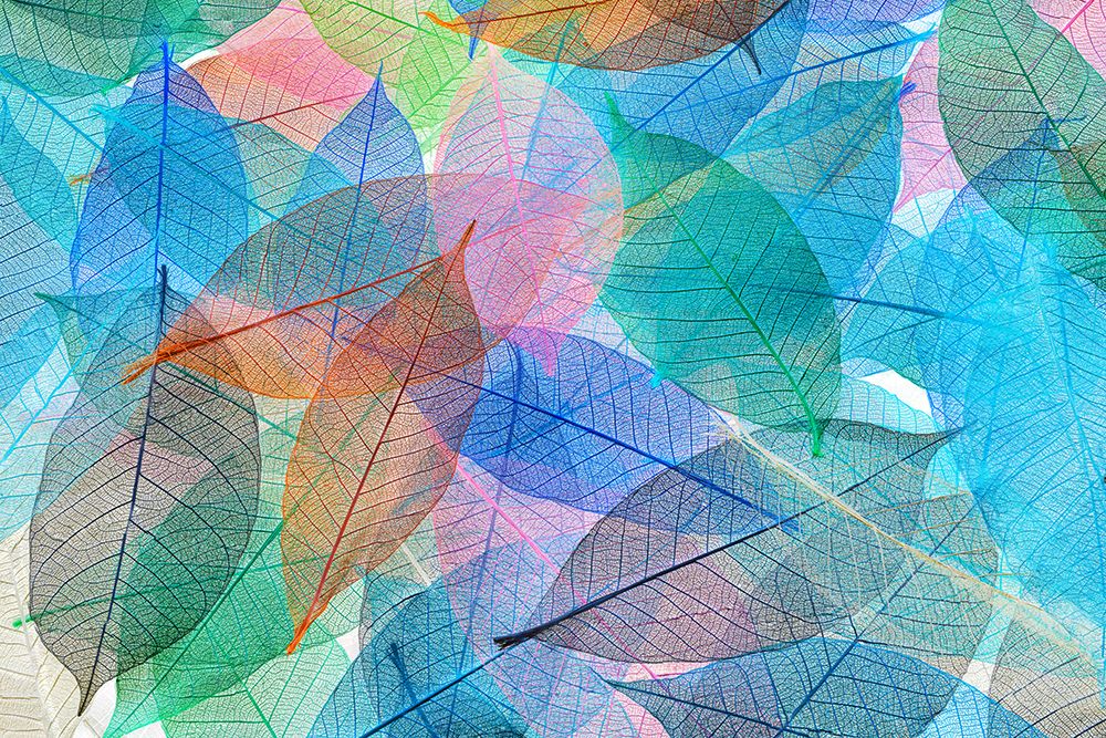 Multi-colored skeleton leaves arranged on white background art print by Adam Jones for $57.95 CAD