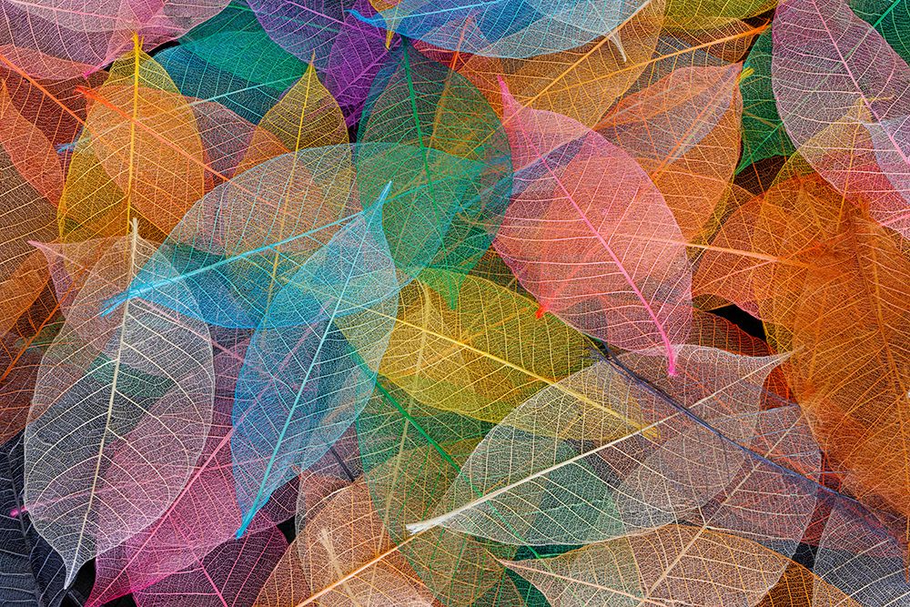 Multi-colored skeleton leaves arranged on black background art print by Adam Jones for $57.95 CAD