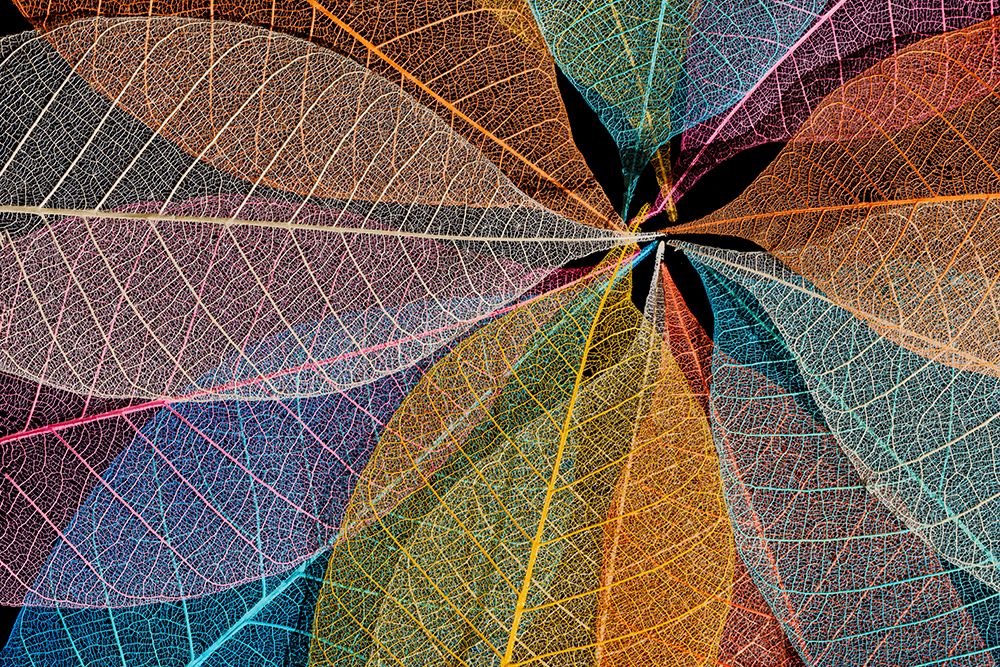 Multi-colored skeleton leaves arranged in radial pattern art print by Adam Jones for $57.95 CAD
