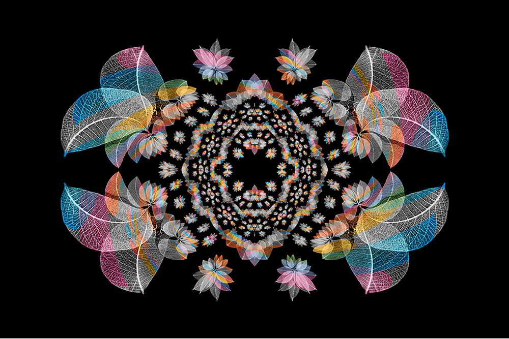 Multi-colored skeleton leaves arranged on black background art print by Adam Jones for $57.95 CAD