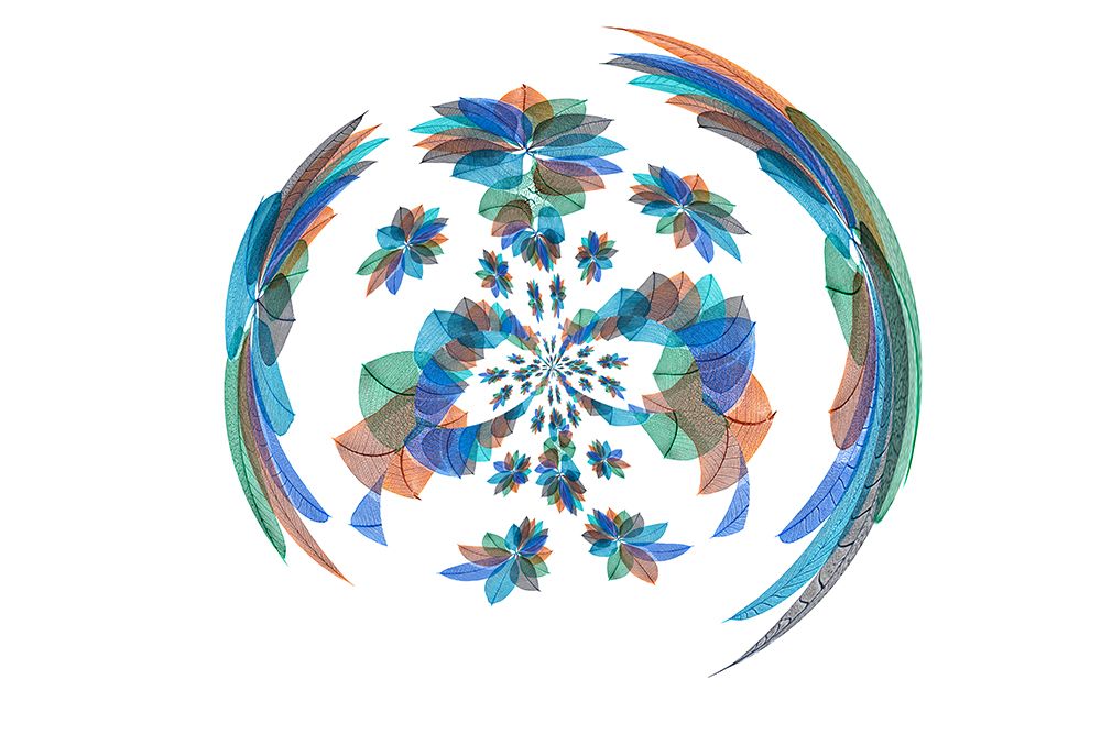 Multi-colored skeleton leaves arranged on white background art print by Adam Jones for $57.95 CAD