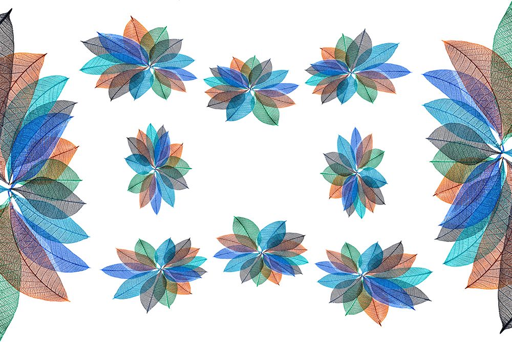 Multi-colored skeleton leaves arranged on white background art print by Adam Jones for $57.95 CAD