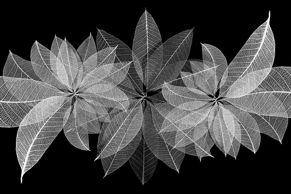 Multi-colored skeleton leaves arranged in radial pattern art print by Adam Jones for $57.95 CAD