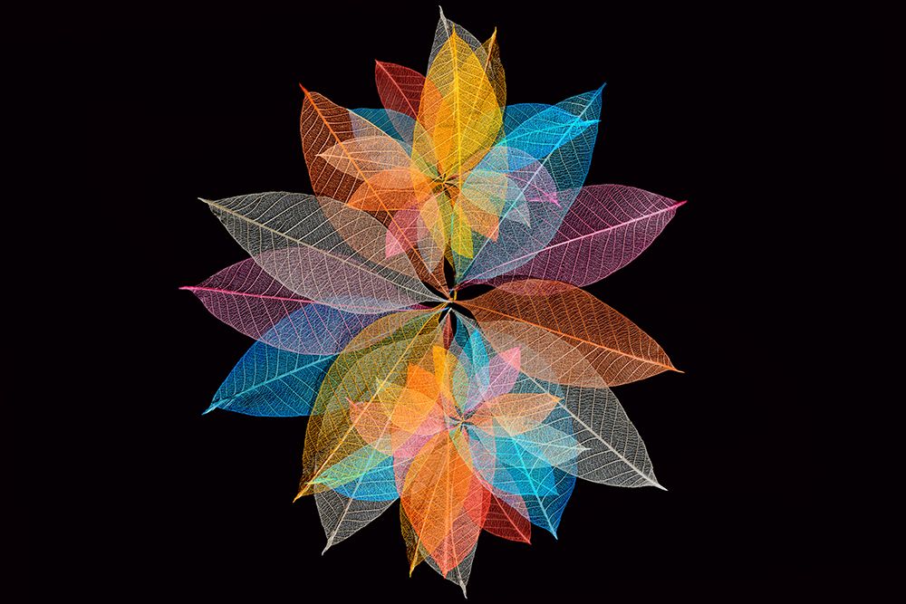 Multi-colored skeleton leaves arranged in radial pattern art print by Adam Jones for $57.95 CAD