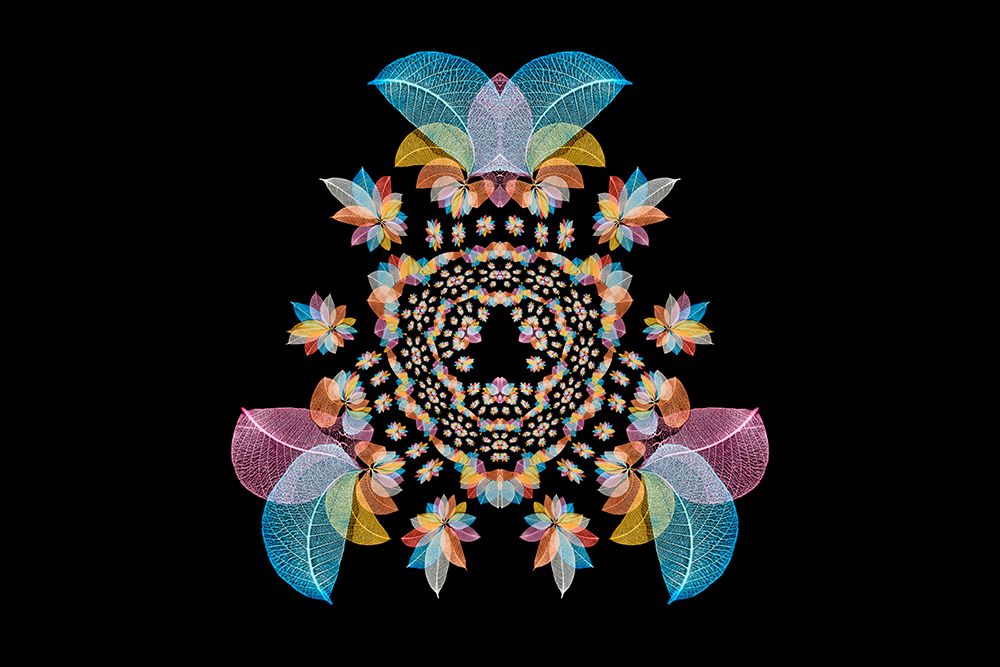 Multi-colored skeleton leaves arranged on black background art print by Adam Jones for $57.95 CAD