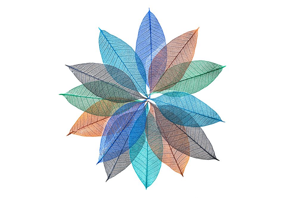 Multi-colored skeleton leaves arranged in radial pattern on white background art print by Adam Jones for $57.95 CAD