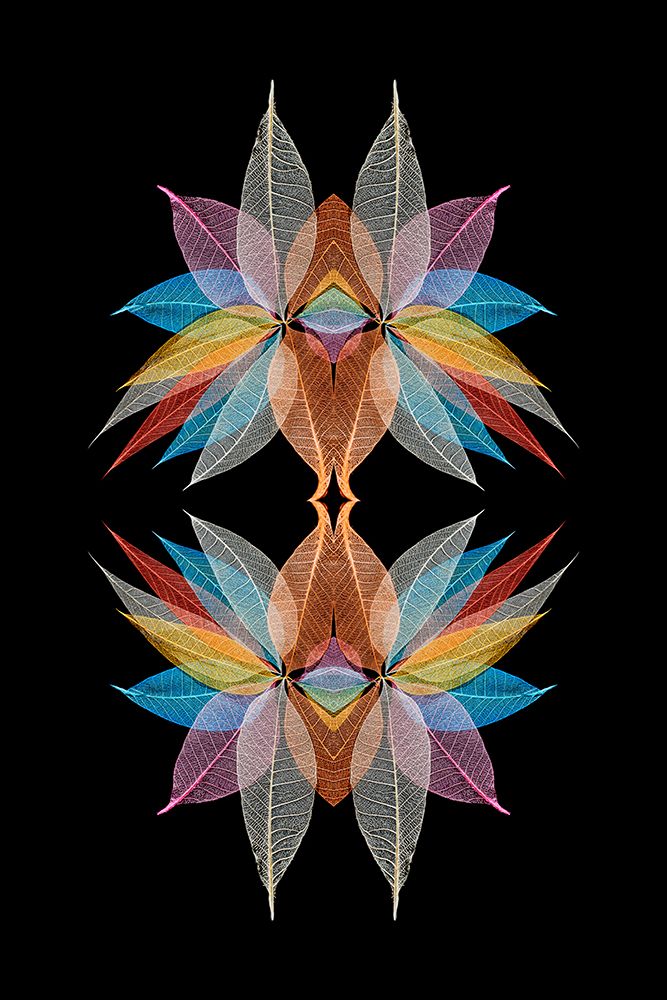 Multi-colored skeleton leaves arranged in radial pattern art print by Adam Jones for $57.95 CAD