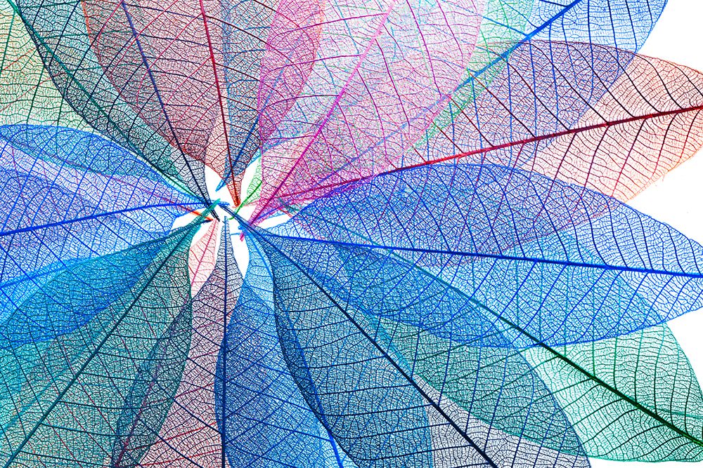 Multi-colored skeleton leaves arranged in radial pattern on white background art print by Adam Jones for $57.95 CAD