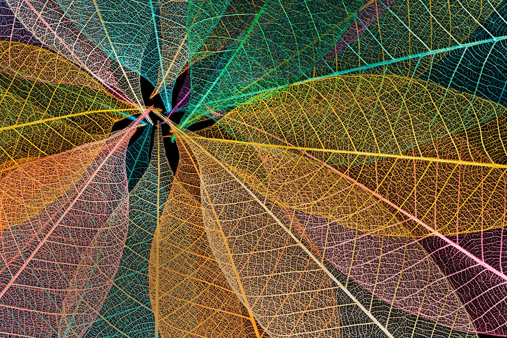 Multi-colored skeleton leaves arranged in radial pattern art print by Adam Jones for $57.95 CAD
