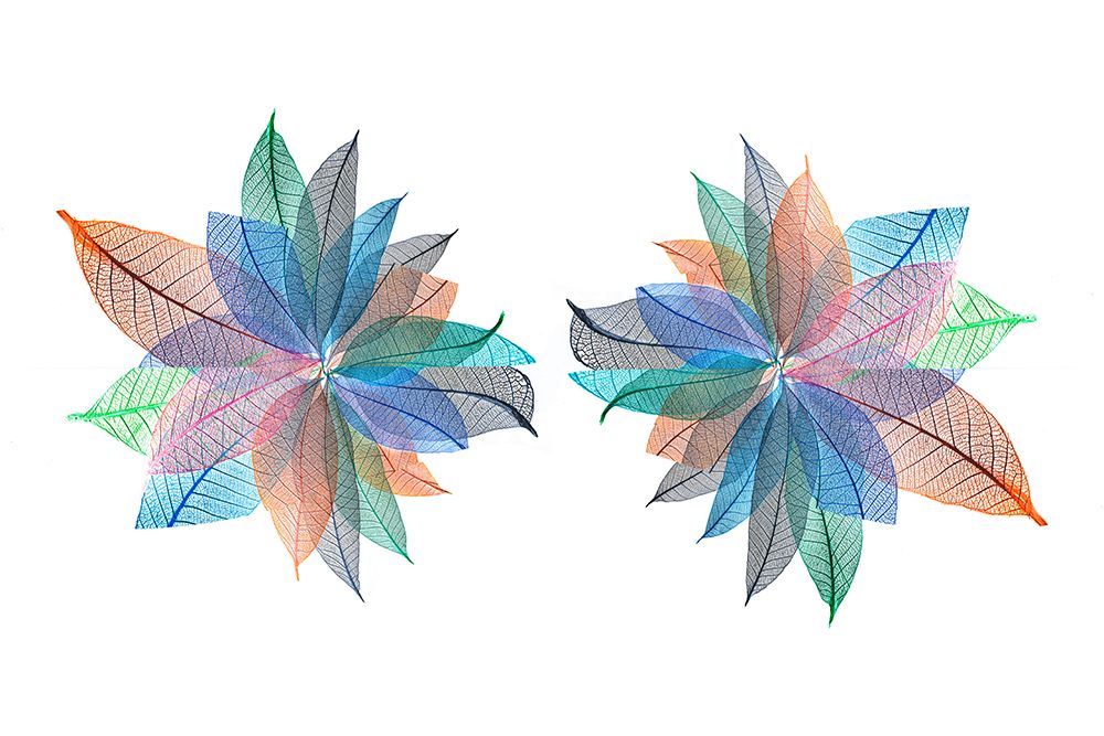 Multi-colored skeleton leaves arranged on white background art print by Adam Jones for $57.95 CAD