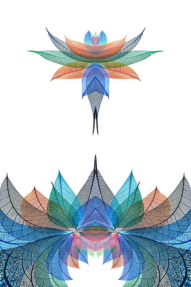 Multi-colored skeleton leaves arranged on white background art print by Adam Jones for $57.95 CAD