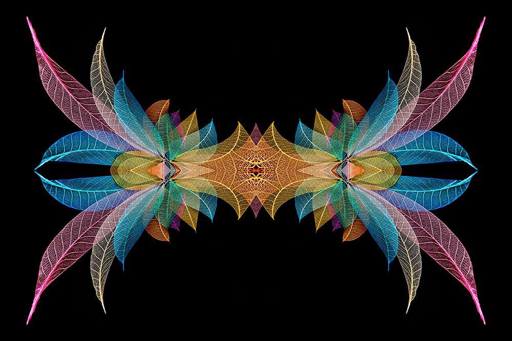 Multi-colored skeleton leaves arranged on black background art print by Adam Jones for $57.95 CAD