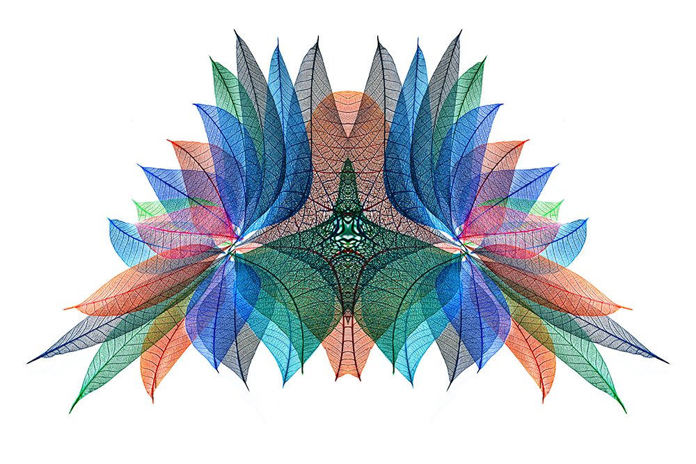 Multi-colored skeleton leaves arranged on white background art print by Adam Jones for $57.95 CAD