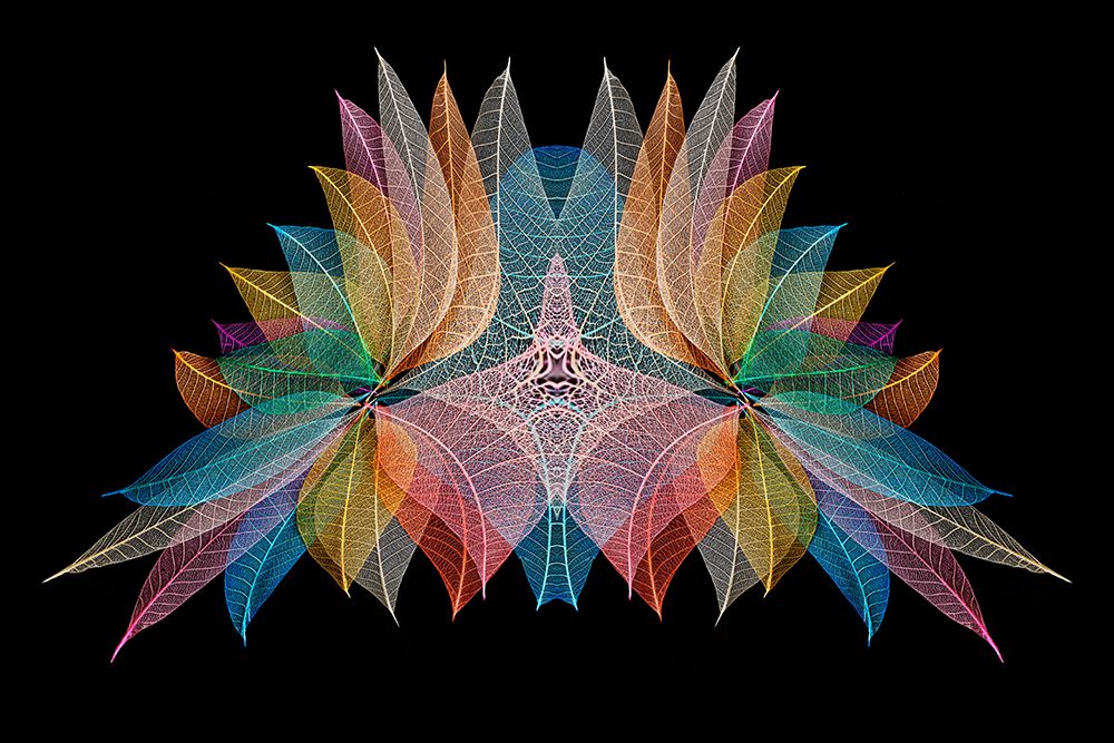 Multi-colored skeleton leaves arranged on black background art print by Adam Jones for $57.95 CAD