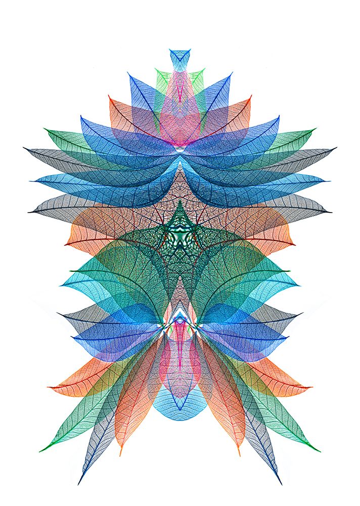 Multi-colored skeleton leaves arranged on white background art print by Adam Jones for $57.95 CAD