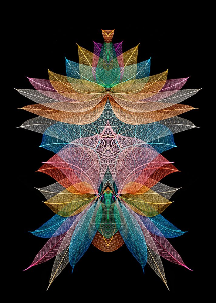 Multi-colored skeleton leaves arranged on black background art print by Adam Jones for $57.95 CAD
