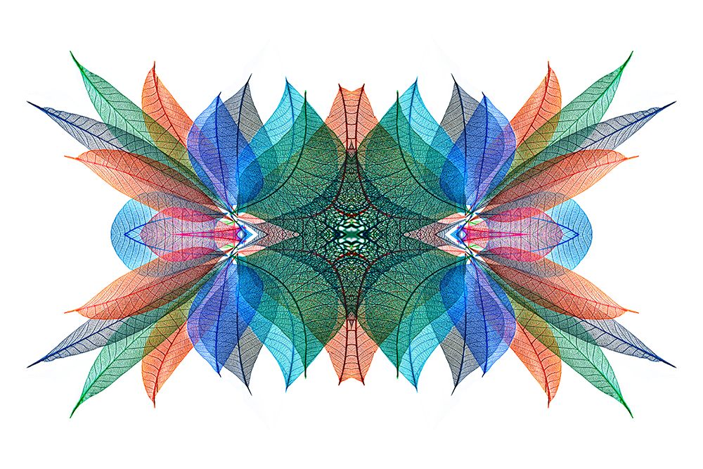 Multi-colored skeleton leaves arranged on white background art print by Adam Jones for $57.95 CAD