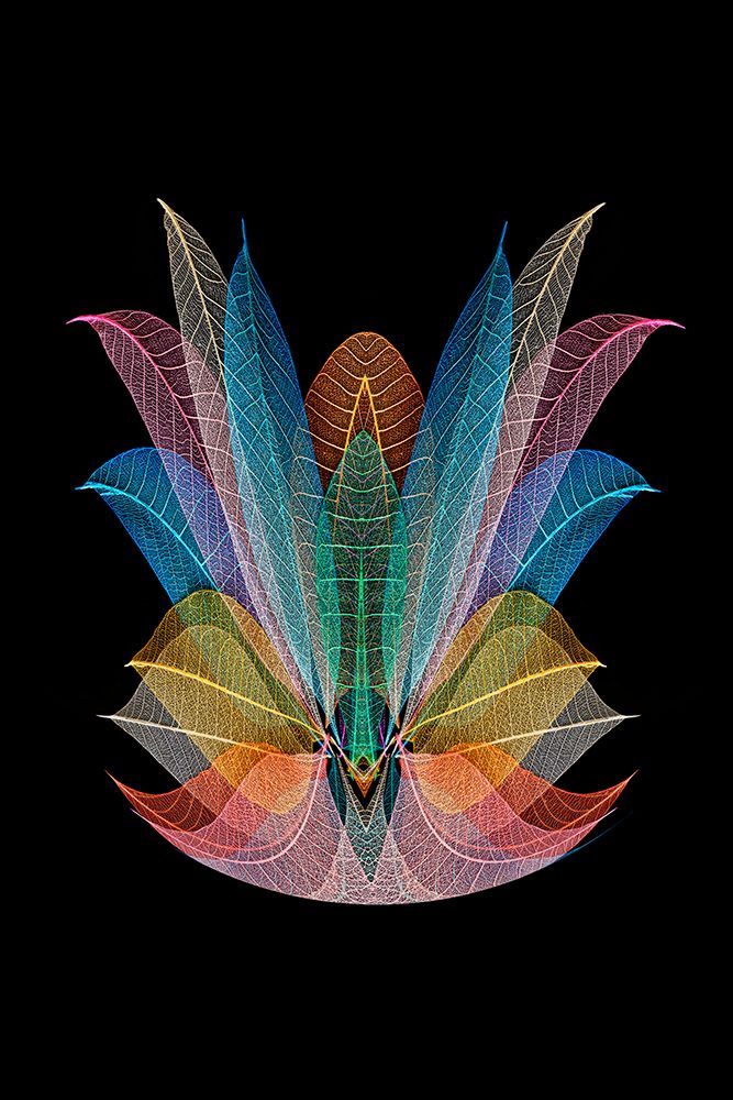 Multi-colored skeleton leaves arranged on black background art print by Adam Jones for $57.95 CAD