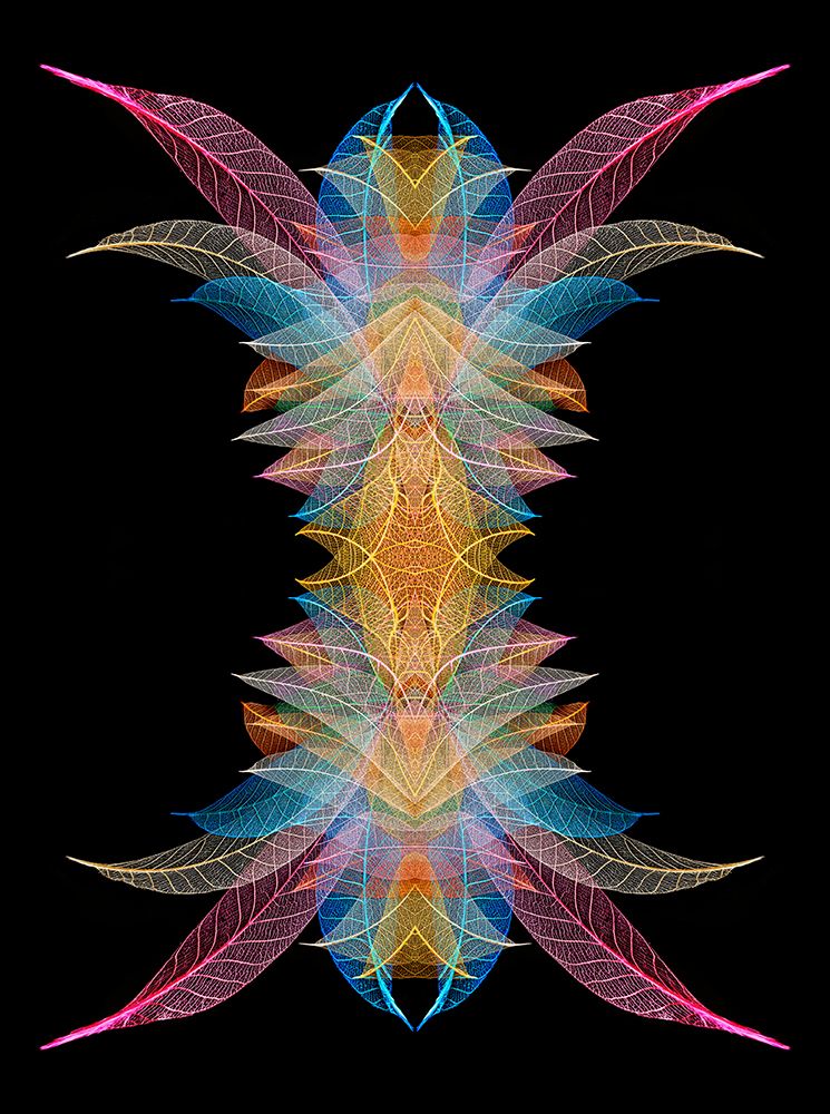Multi-colored skeleton leaves arranged on black background art print by Adam Jones for $57.95 CAD