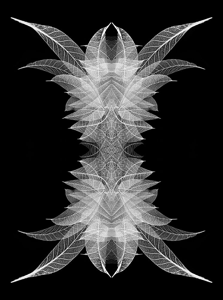 White skeleton leaves arranged on black background art print by Adam Jones for $57.95 CAD