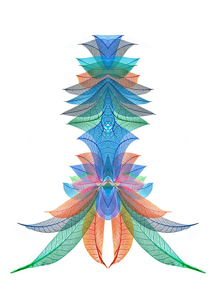 Multi-colored skeleton leaves arranged on white background art print by Adam Jones for $57.95 CAD