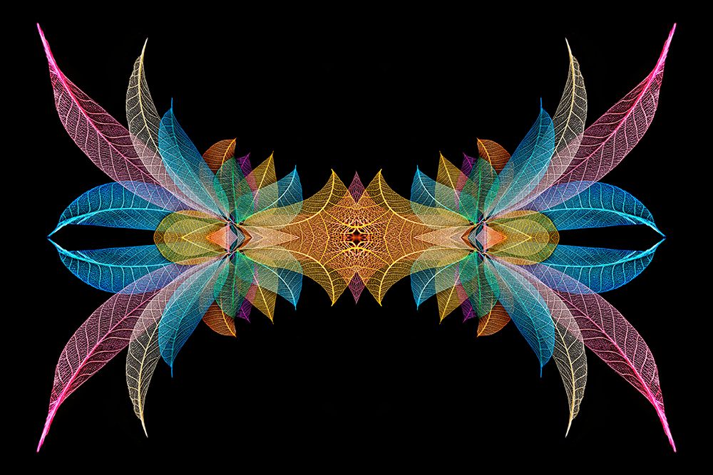 Multi-colored skeleton leaves arranged on black background art print by Adam Jones for $57.95 CAD