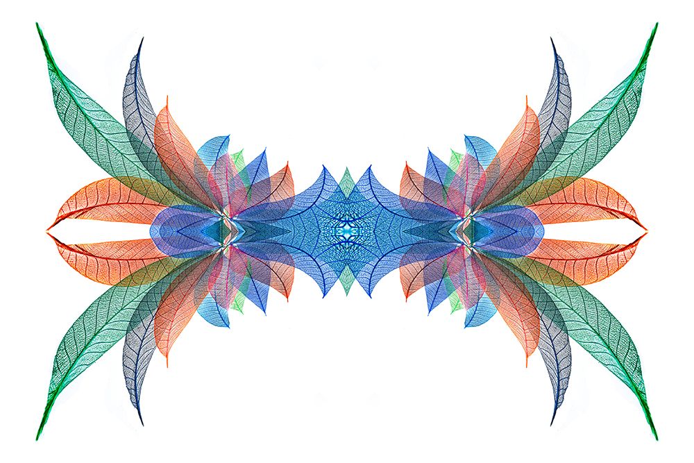 Multi-colored skeleton leaves arranged on white background art print by Adam Jones for $57.95 CAD