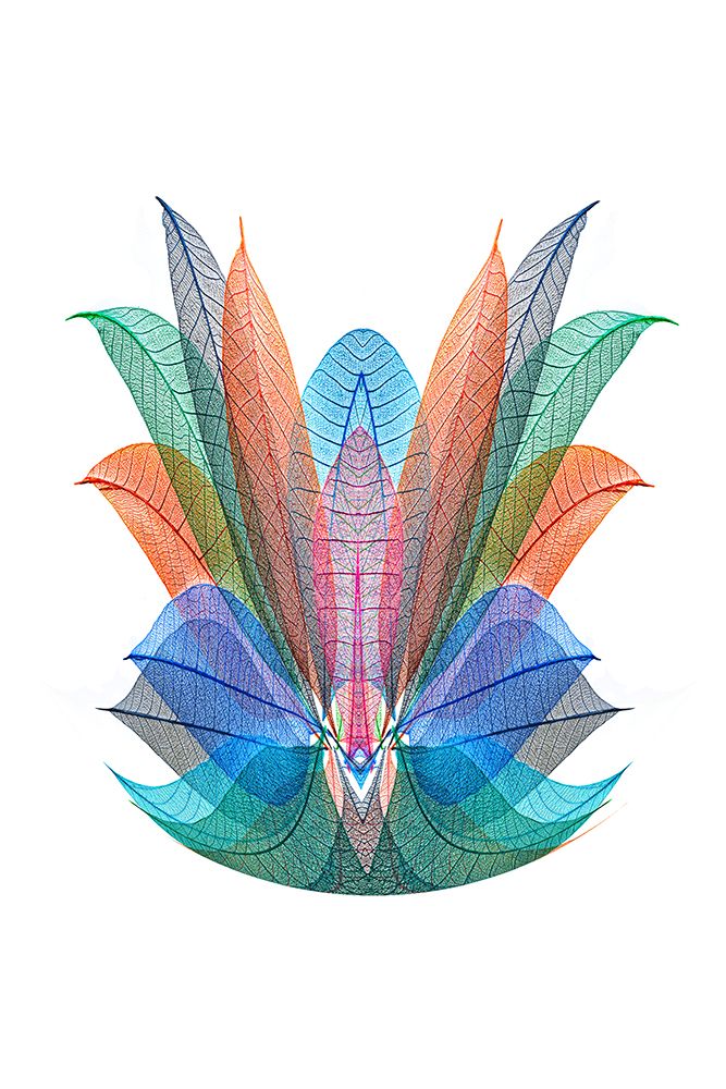 Multi-colored skeleton leaves arranged on white background art print by Adam Jones for $57.95 CAD
