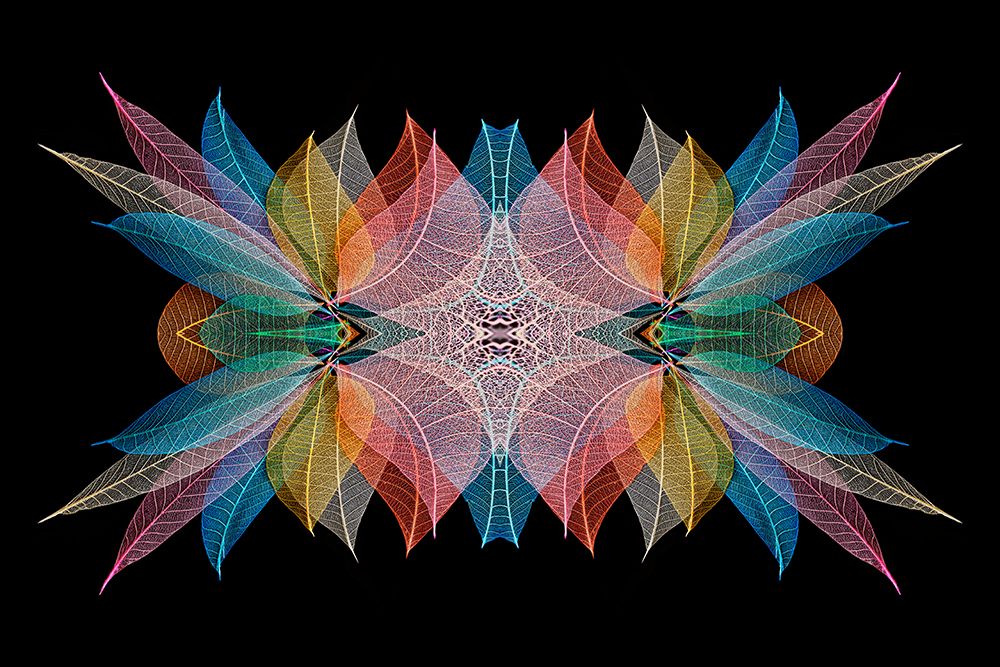 Multi-colored skeleton leaves arranged on black background art print by Adam Jones for $57.95 CAD