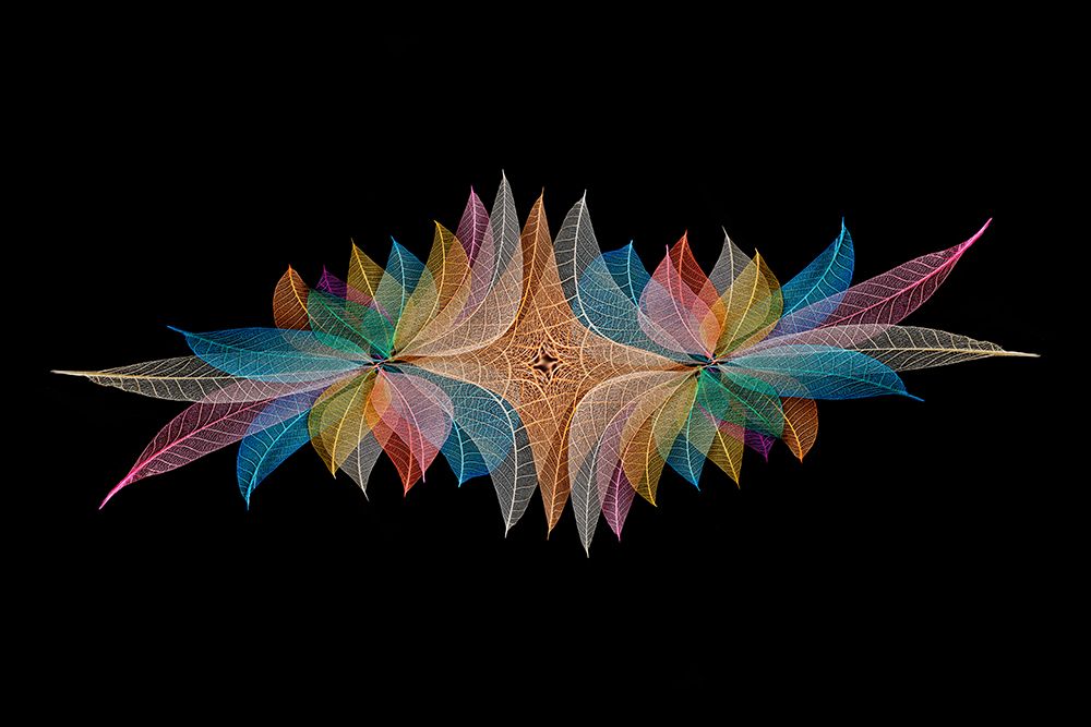 Multi-colored skeleton leaves arranged on black background art print by Adam Jones for $57.95 CAD