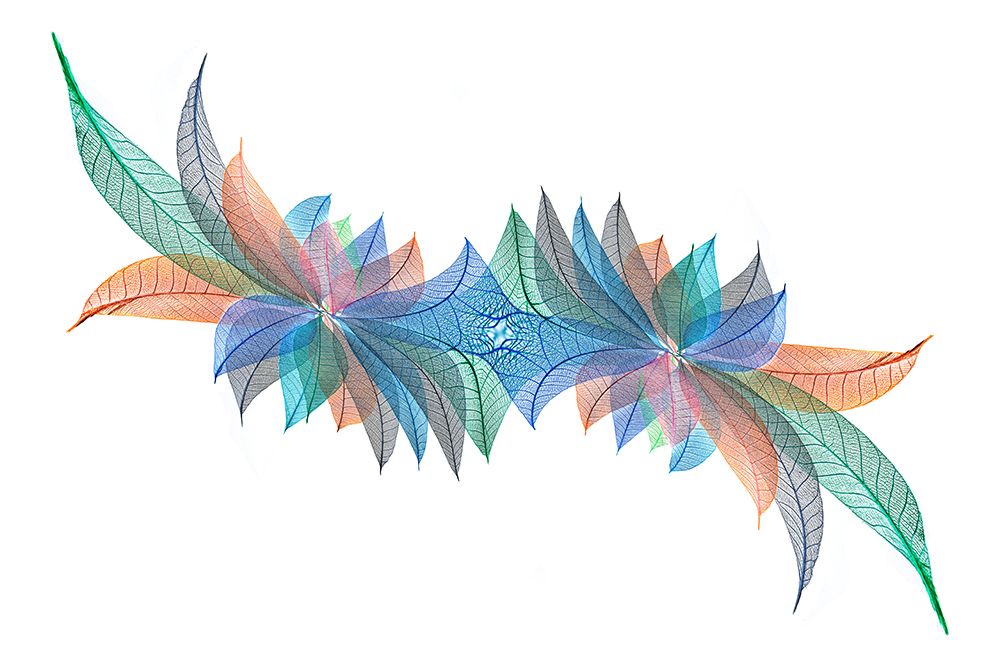 Multi-colored skeleton leaves arranged on white background art print by Adam Jones for $57.95 CAD