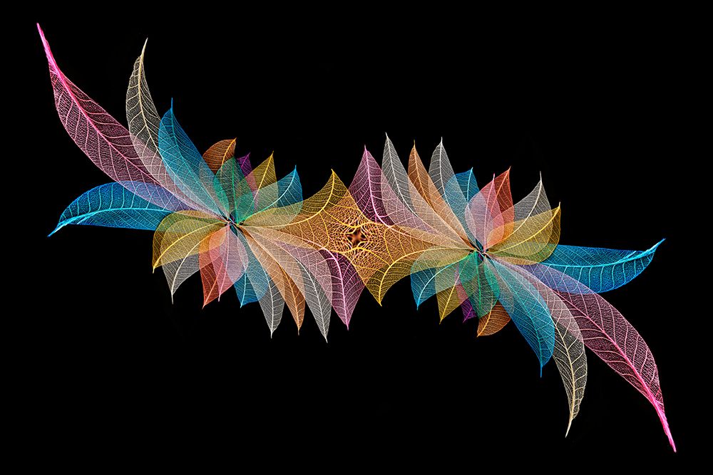 Multi-colored skeleton leaves arranged on black background art print by Adam Jones for $57.95 CAD