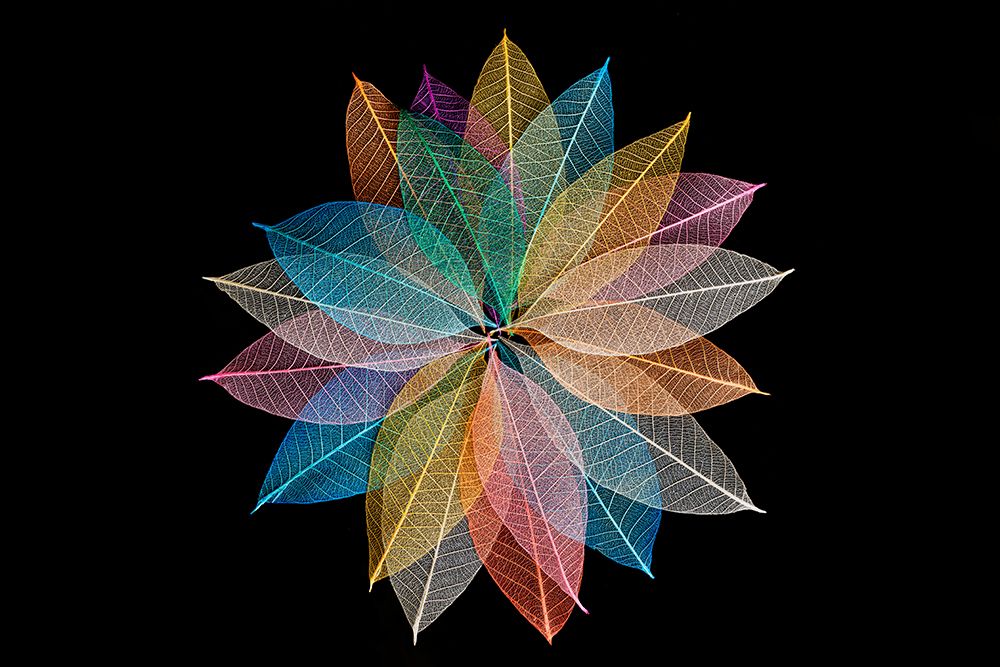Multi-colored skeleton leaves arranged in radial pattern art print by Adam Jones for $57.95 CAD