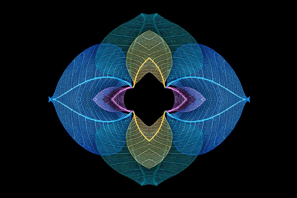 Multi-colored skeleton leaves arranged on black background art print by Adam Jones for $57.95 CAD