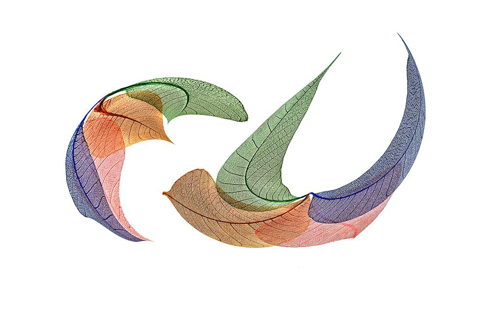 Multi-colored skeleton leaves arranged on white background art print by Adam Jones for $57.95 CAD