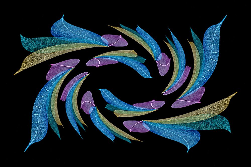 Multi-colored skeleton leaves arranged on black background art print by Adam Jones for $57.95 CAD