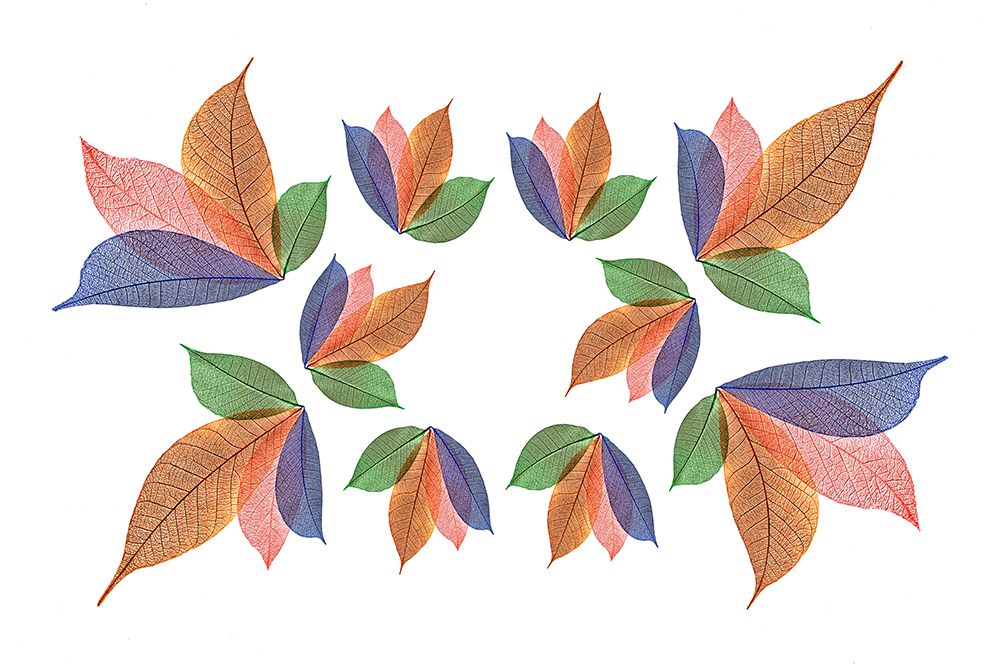 Multi-colored skeleton leaves arranged on white background art print by Adam Jones for $57.95 CAD