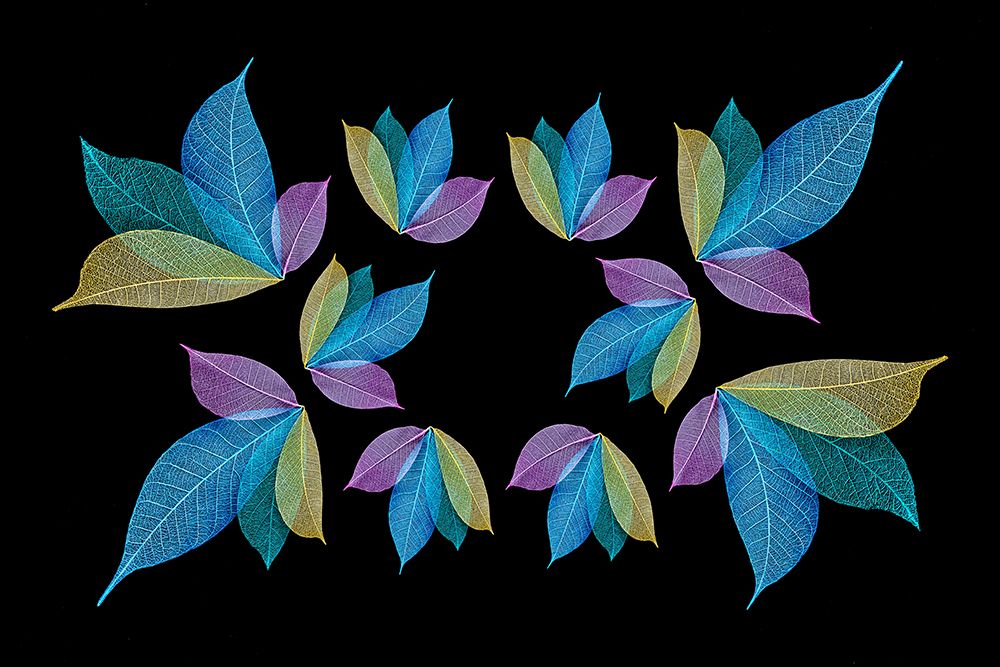 Multi-colored skeleton leaves arranged on black background art print by Adam Jones for $57.95 CAD