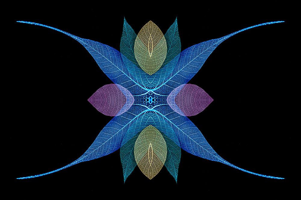Multi-colored skeleton leaves arranged on black background art print by Adam Jones for $57.95 CAD