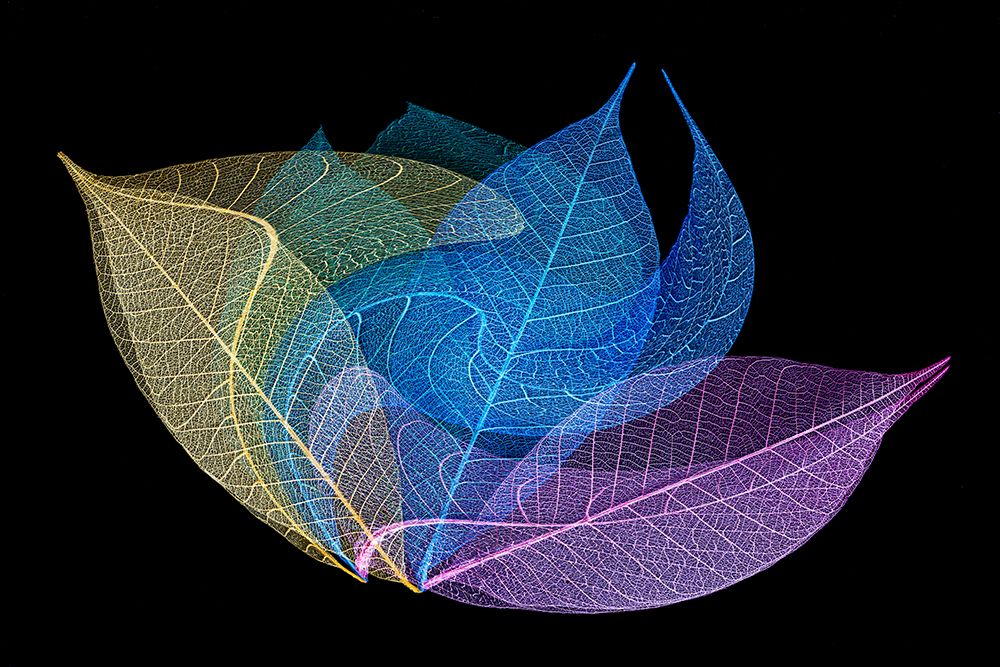 Multi-colored skeleton leaves arranged on black background art print by Adam Jones for $57.95 CAD