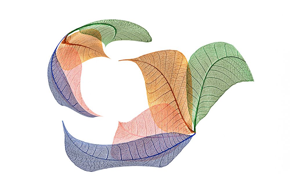 Multi-colored skeleton leaves arranged on white background art print by Adam Jones for $57.95 CAD