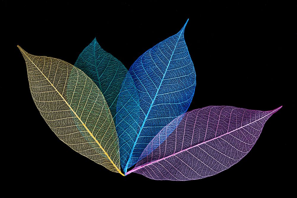 Multi-colored skeleton leaves arranged on black background art print by Adam Jones for $57.95 CAD